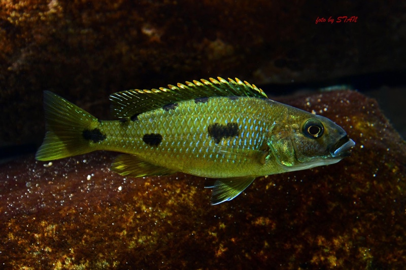 Exochochromis anagenys